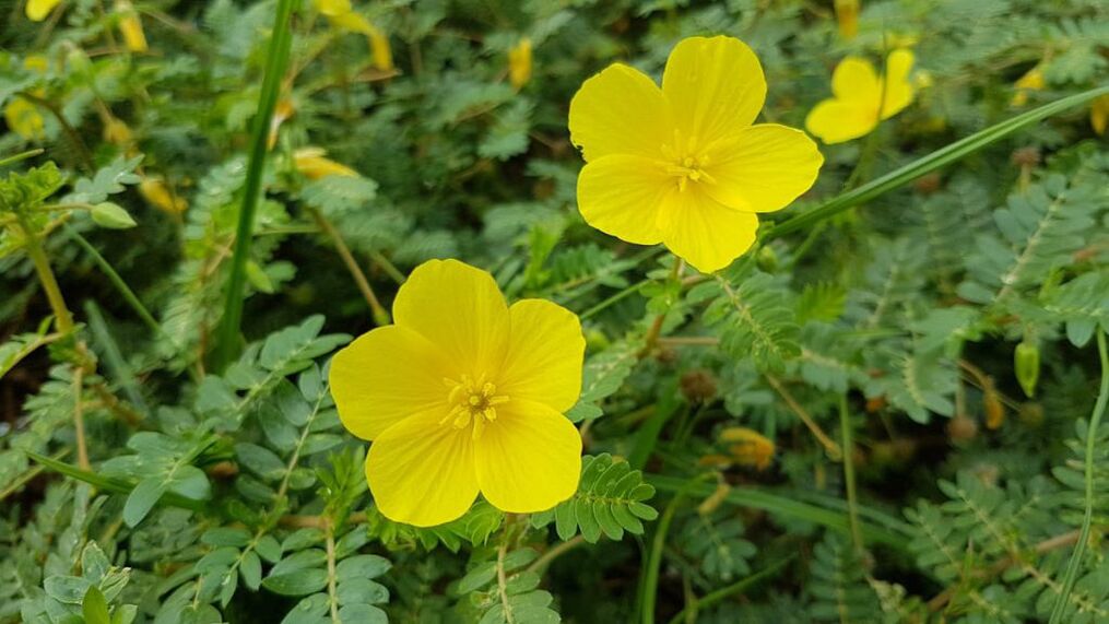 extrato de raiz de tribulus em Feronex